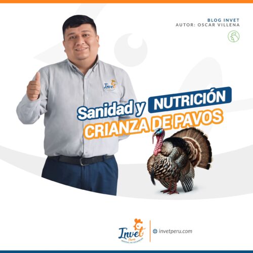 Crianza de Pavos: Sanidad y Nutrición Crianza de Pavos: Sanidad y Nutrición